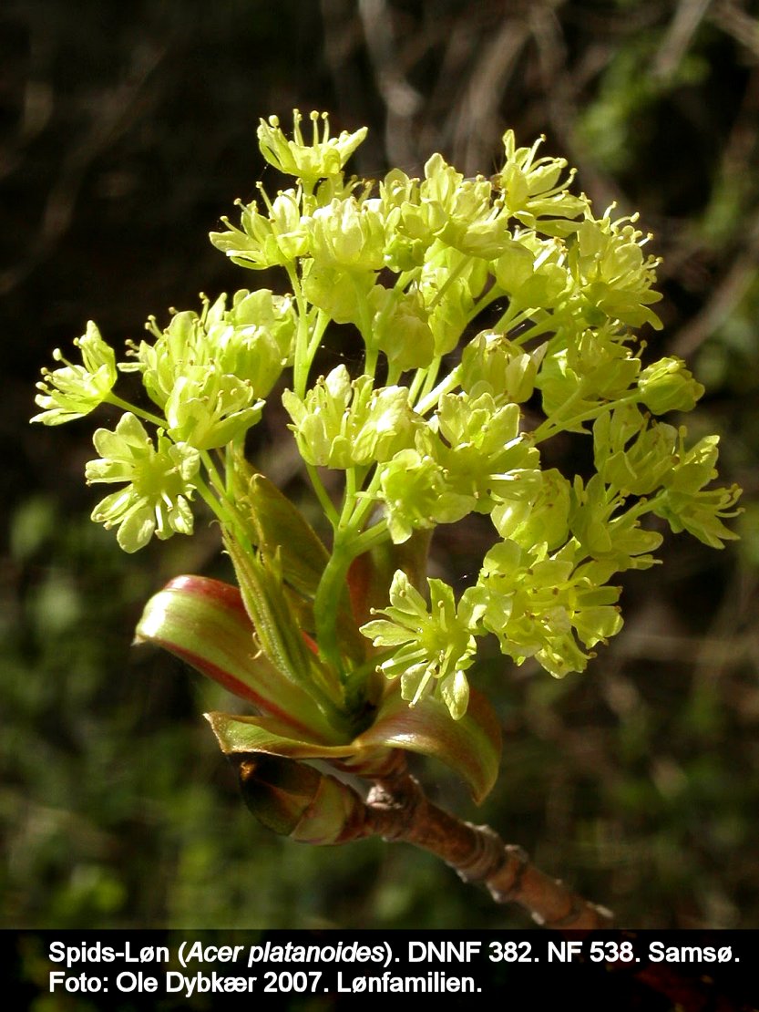 a ACER PLAc tex3 2007 løn, spidsbladet 03