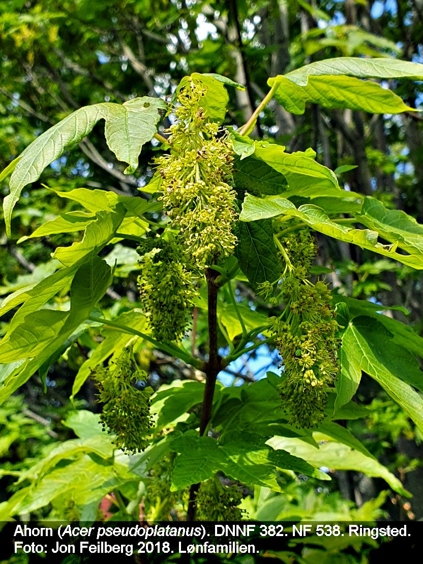 a ACER PSE tex3 2020-05-20 15.45.11