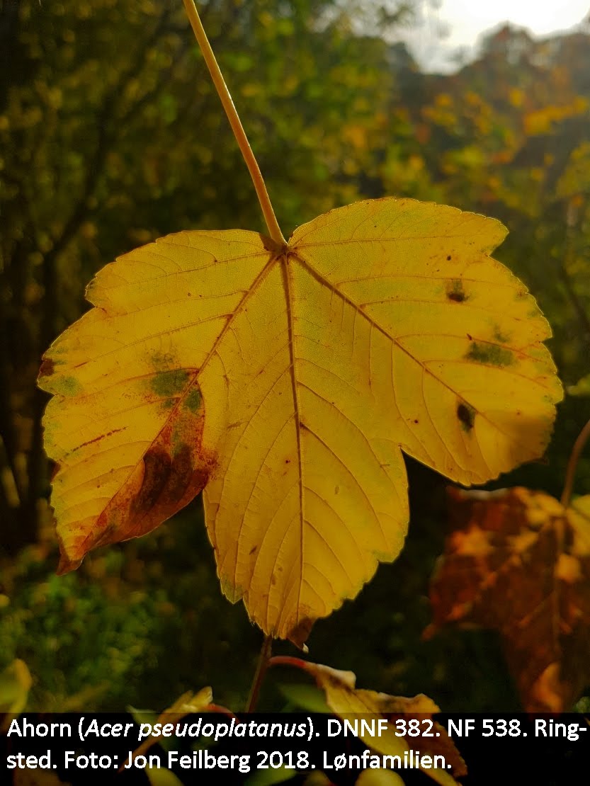 a ACER PSEd tex3 2018-10-13 16.54.42