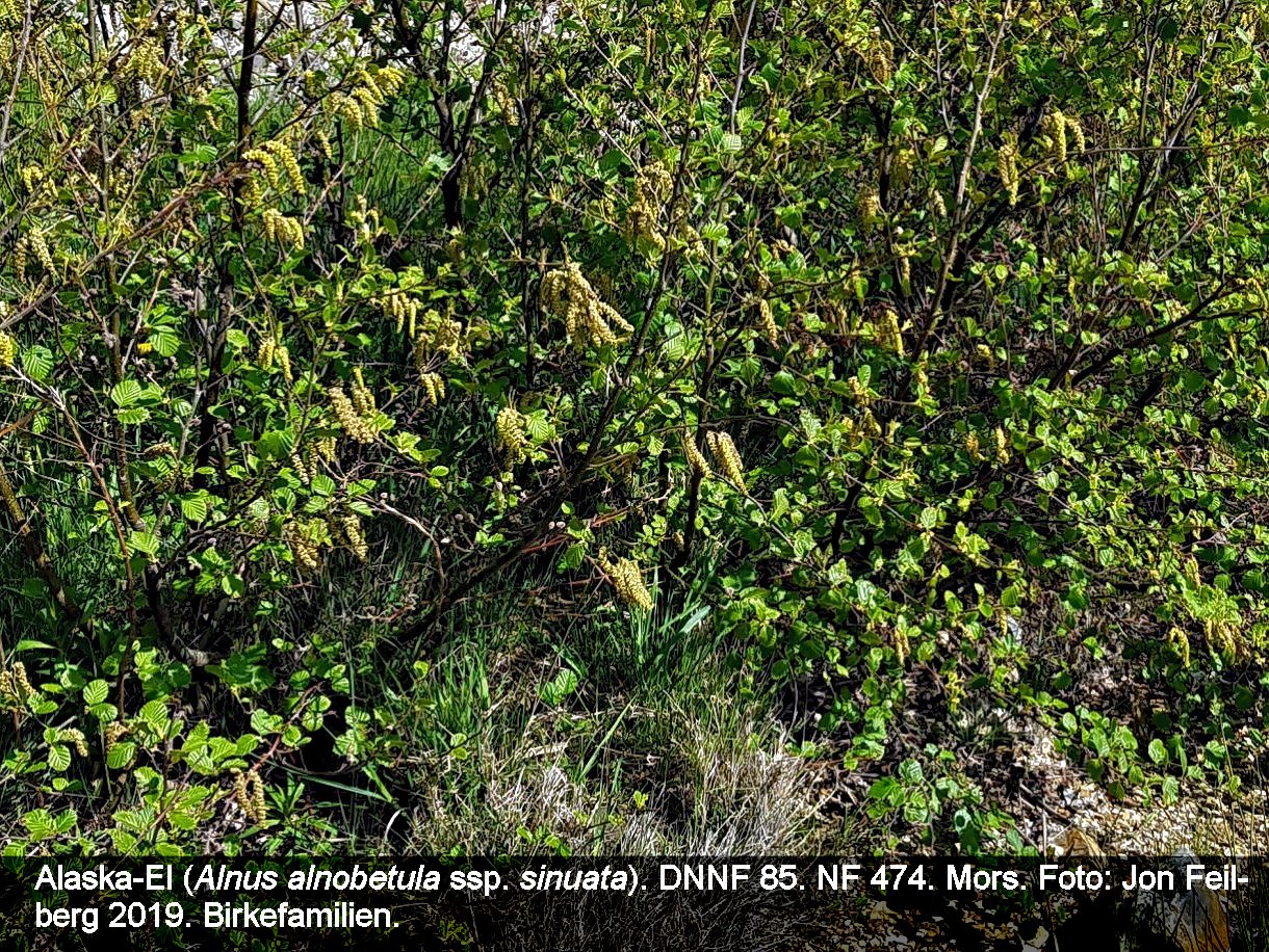 a ALNU ALN SIN tex3 2019-05-01 15.40.38