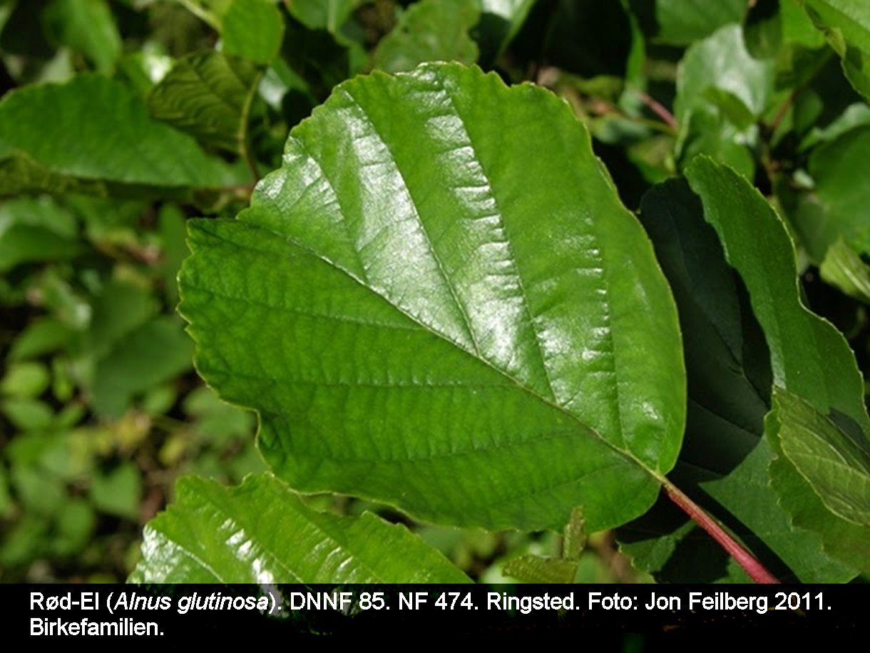 a ALNU GLUe tex3 2011