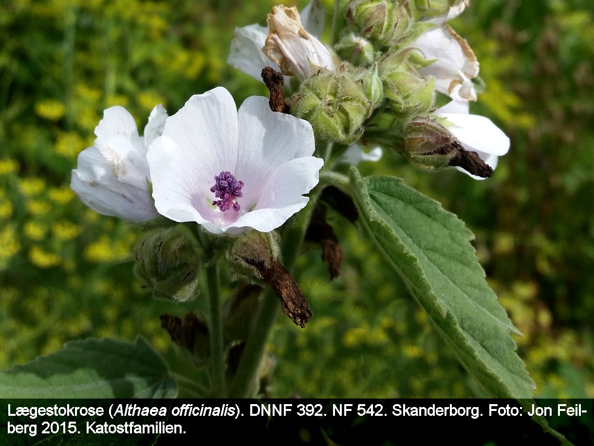 a ALTH OFFc tex3 20150905_132430