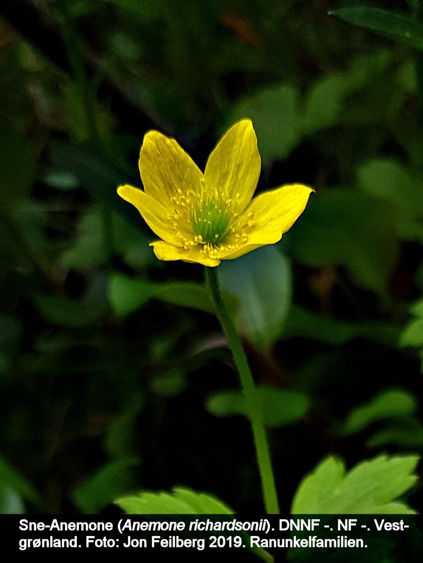 a ANEM RICc tex3 2019-07-11 10.45.13
