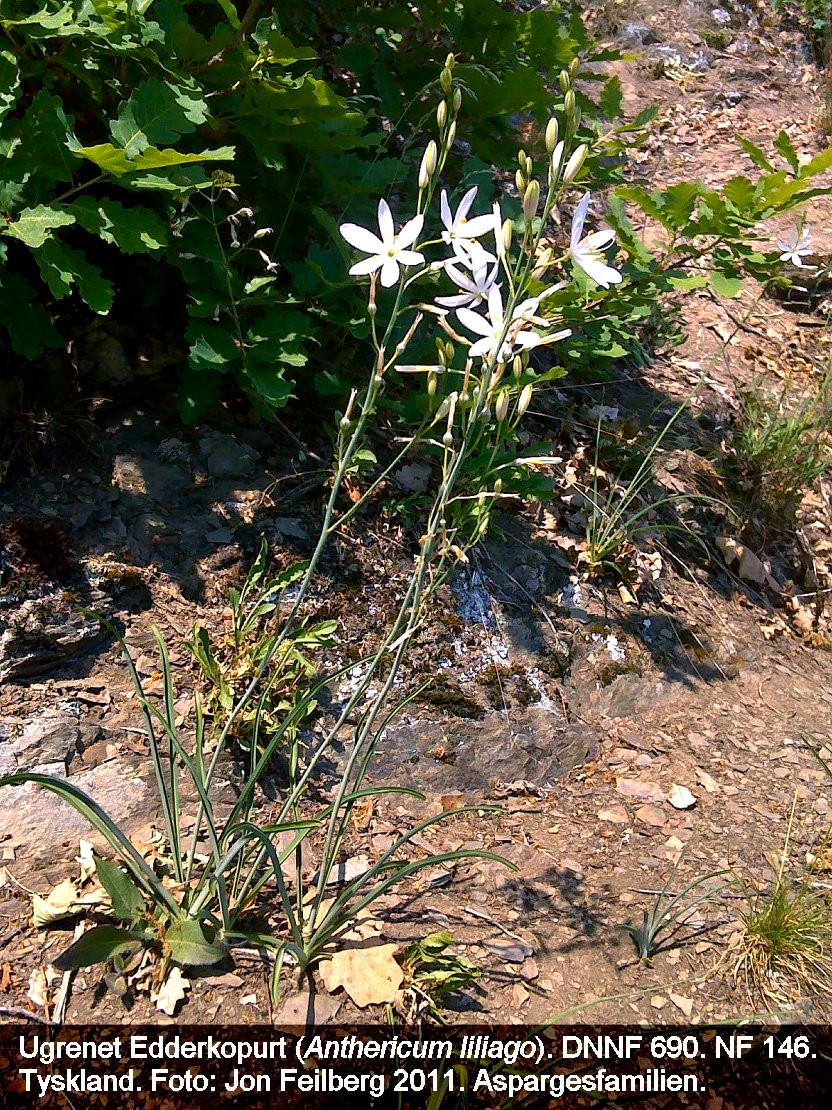 a ANTHE LIL tex3 2011 DSC00027-2