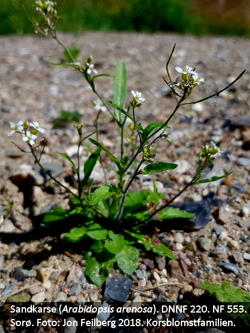 a ARAB ARENOa 20180630_112752