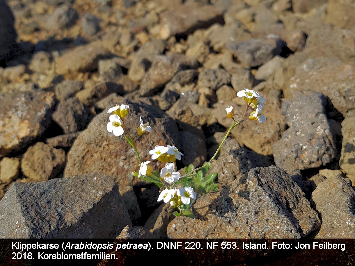 a ARABID PETa tex3 2018-07-17 18.04.30