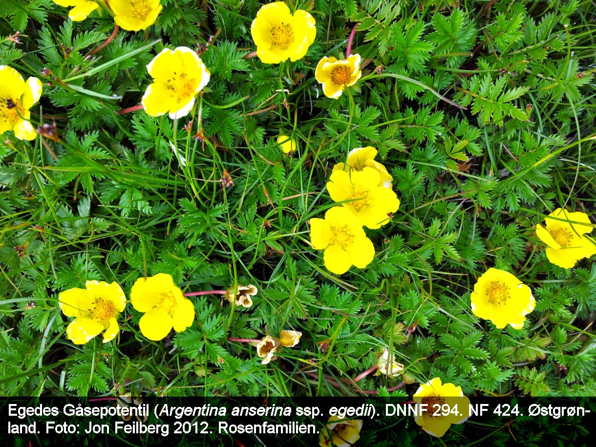 a ARGE ANS EGEb tex3 20120610_102452
