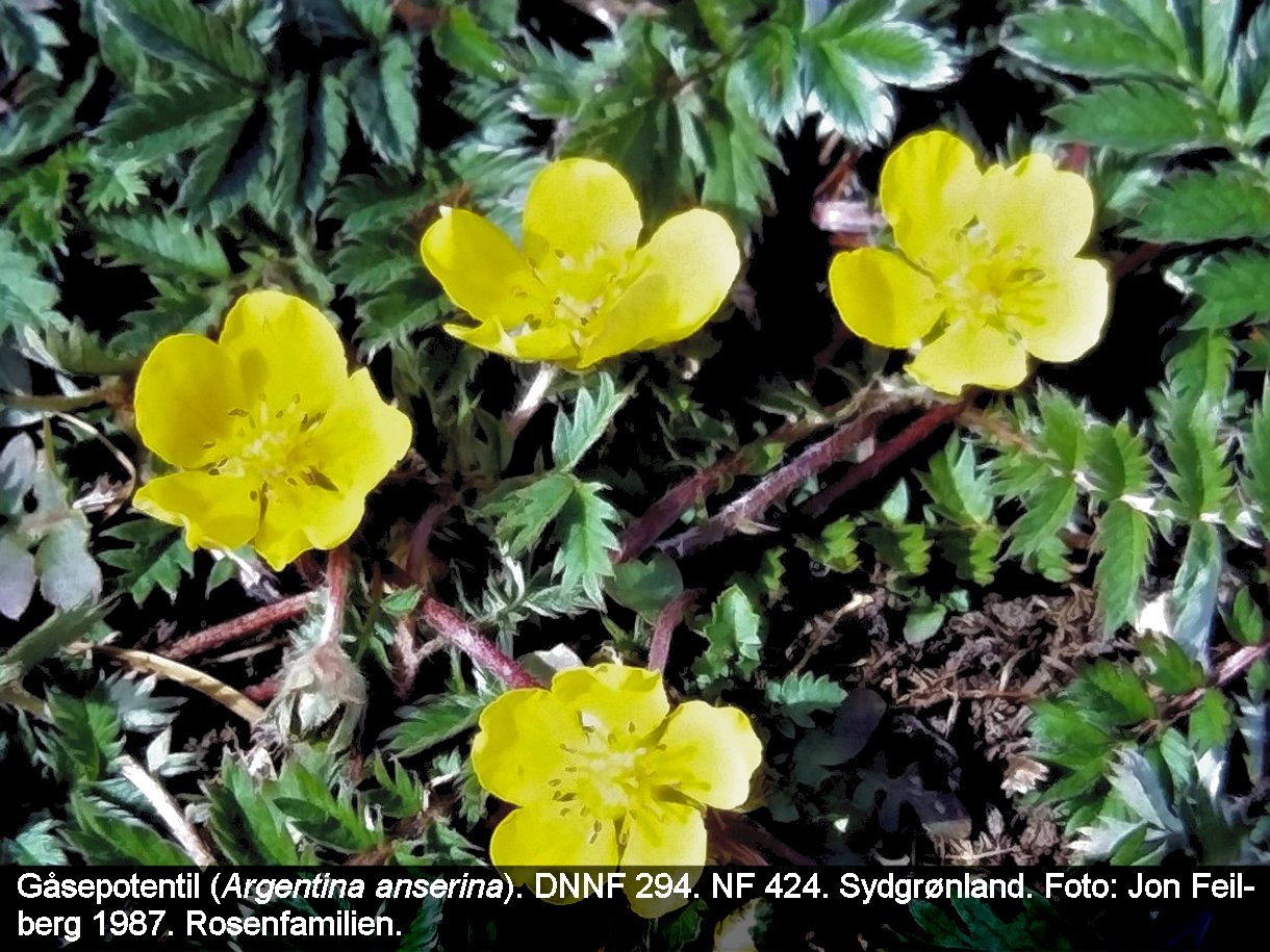 a ARGE ANSc tex4 2017-04-14 17.48.55