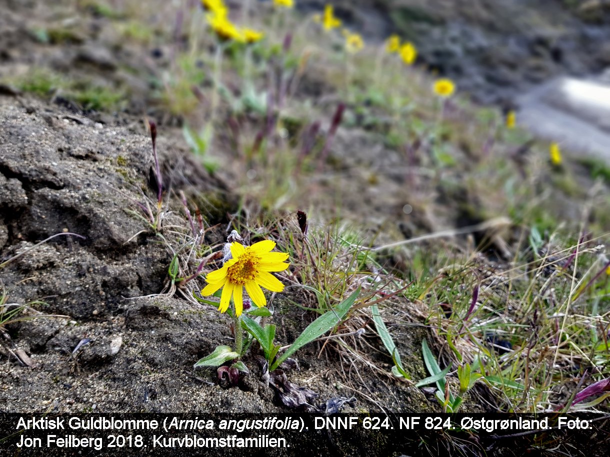 a ARNI ANGbb TEX5 2018-08-04 12.56.53
