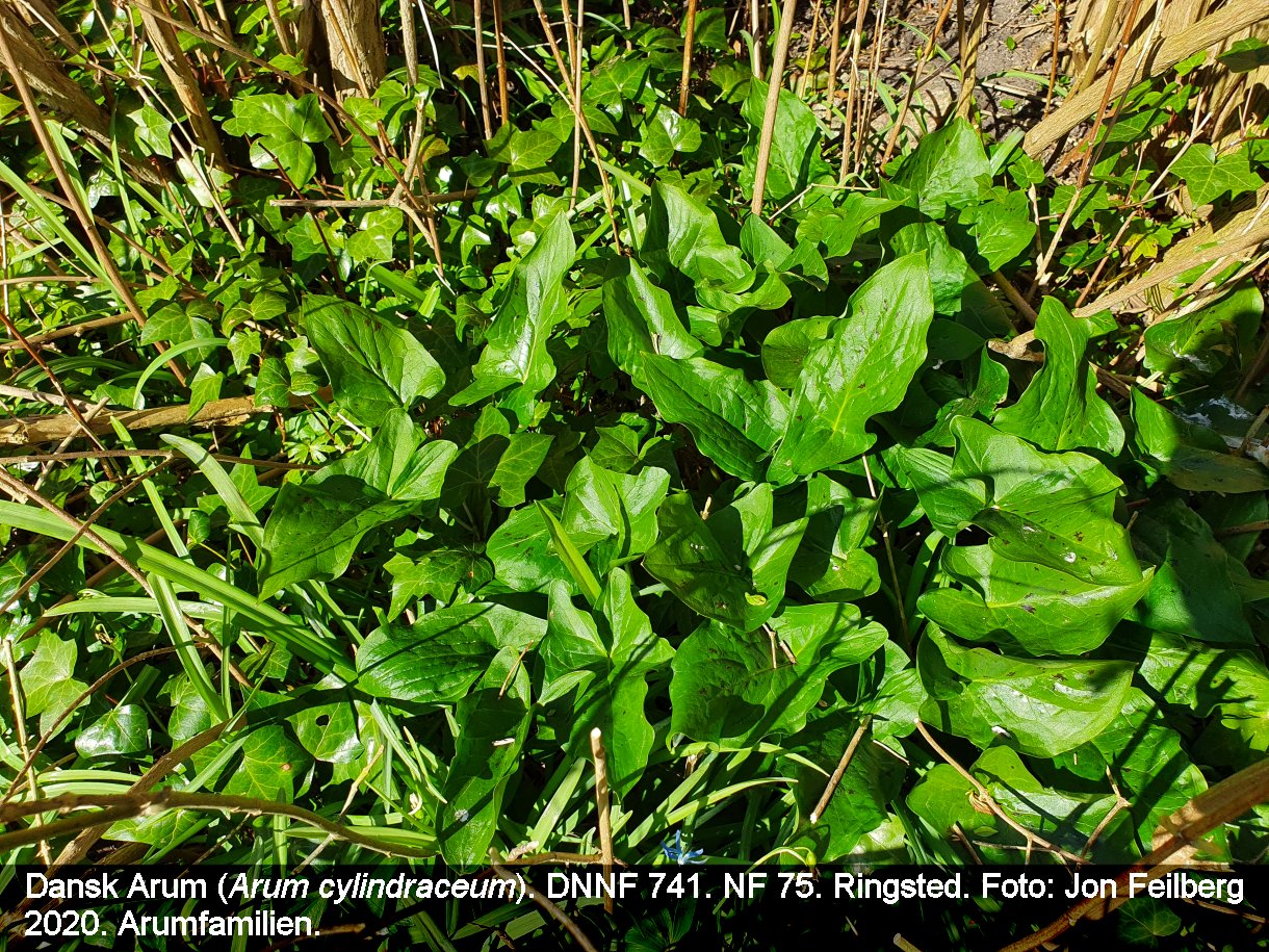 a ARUM CYLa tex3 2020-04-05 16.01.50