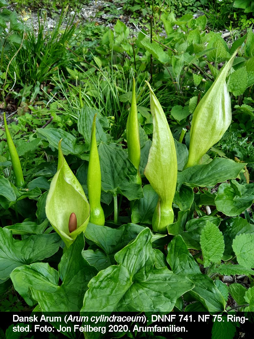 a ARUM CYLb tex3 2020-05-08 17.31.38