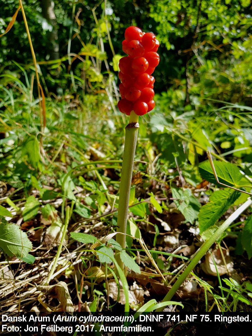 a ARUM CYLd tex3 2017-08-25 15.36.53