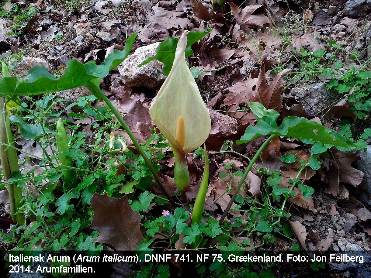 a ARUM ITA tex3 010 2014-05-03 14.30.00