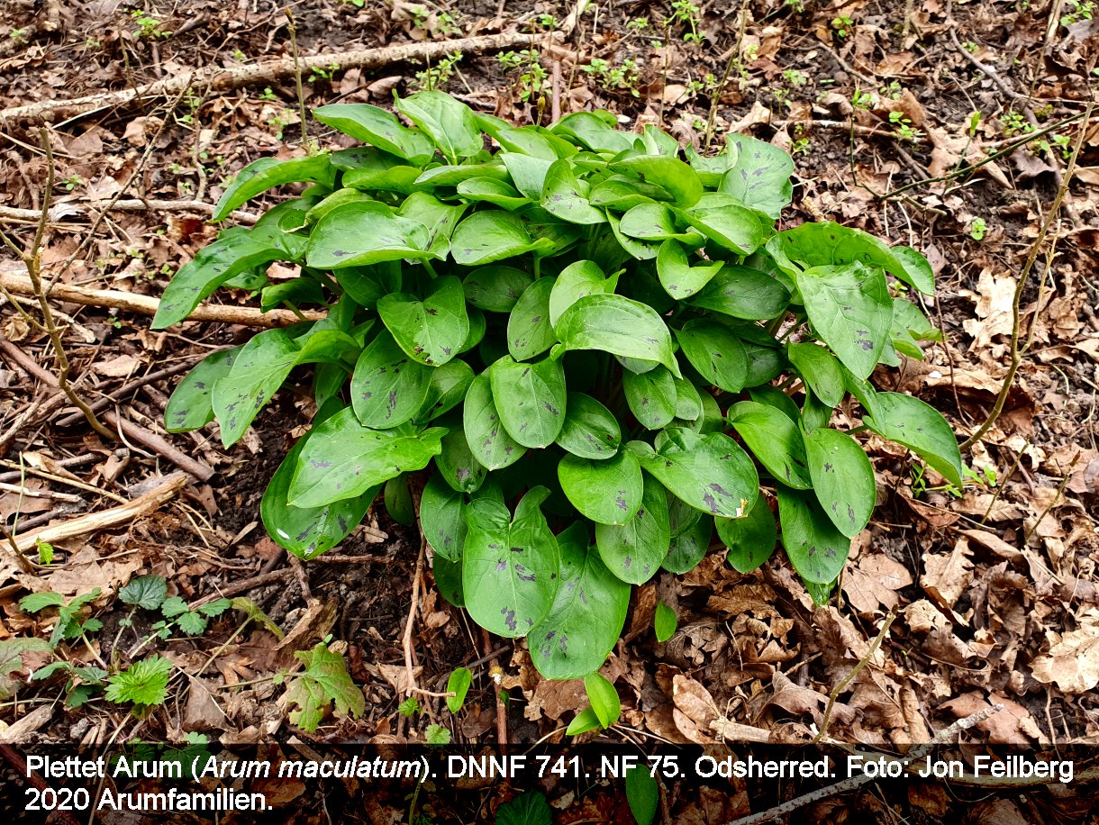 a ARUM MAC tex3 2020-04-11 15.01.17-1