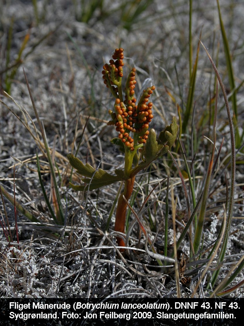 a BOTR LANb tex3 2009 2014403 Botrychium lanceolatum
