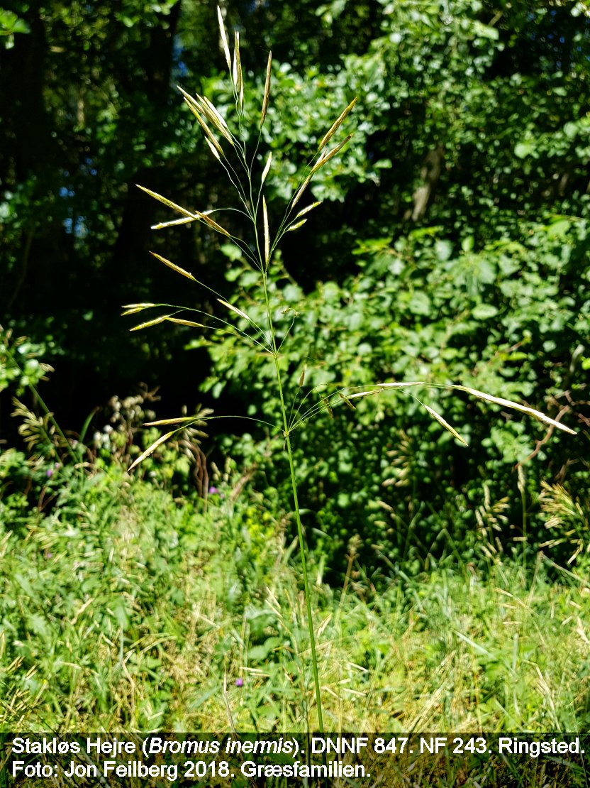 a BROM INE tex 2018-07-01 13.41.21