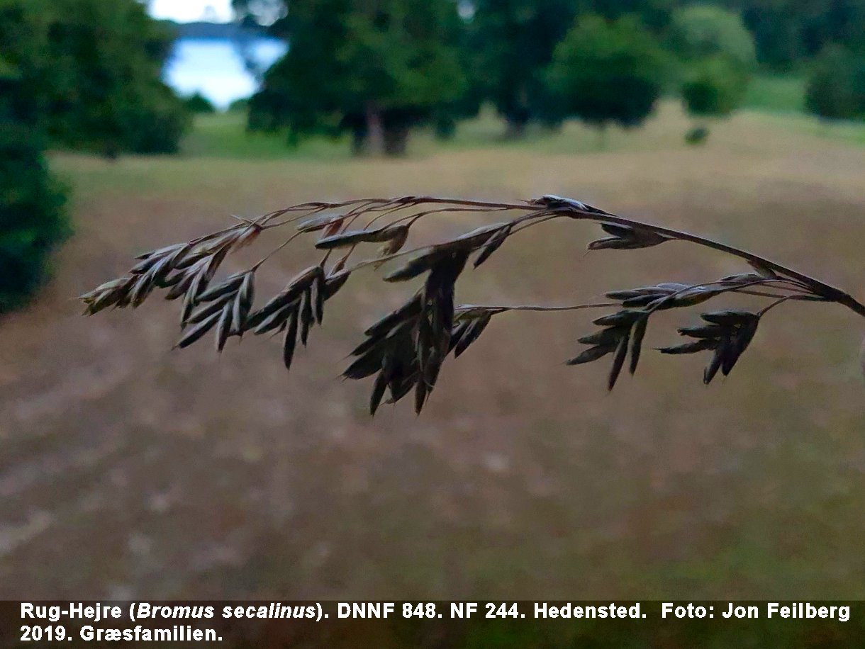 a BROM SEC tex 2019-07-17 18.27.32