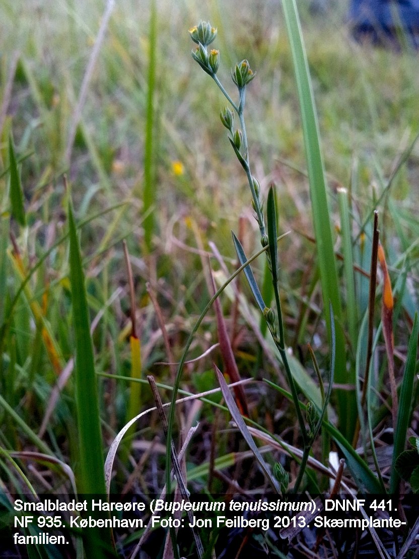 a BUPl TEN tex3 20130821_200049