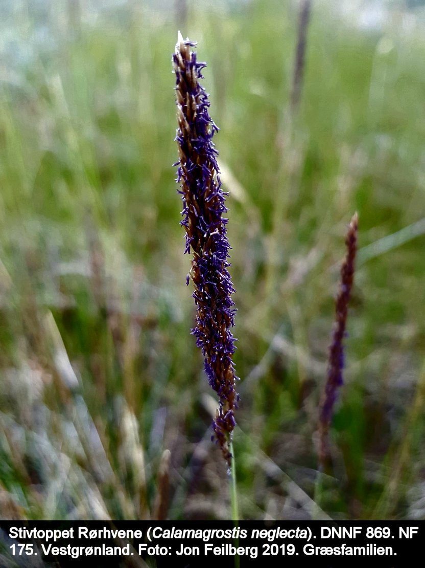 a CALA NEGb tex3 2019-07-13 20.31.06-1