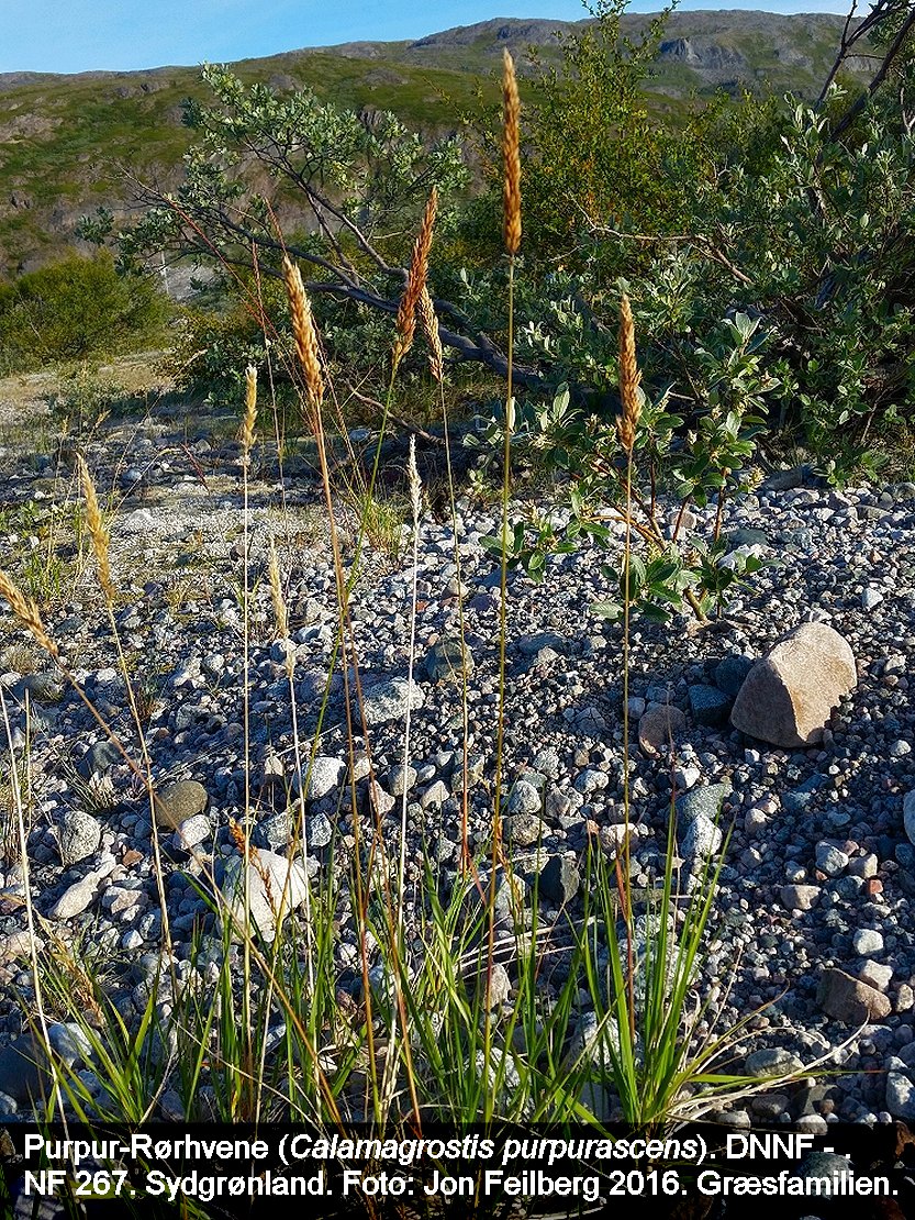 a CALA PUR tex3 2016-07-24 22.55.01