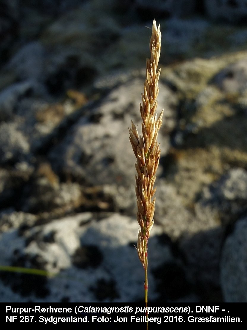 a CALA PURc tex3 2016-07-24 22.45.40