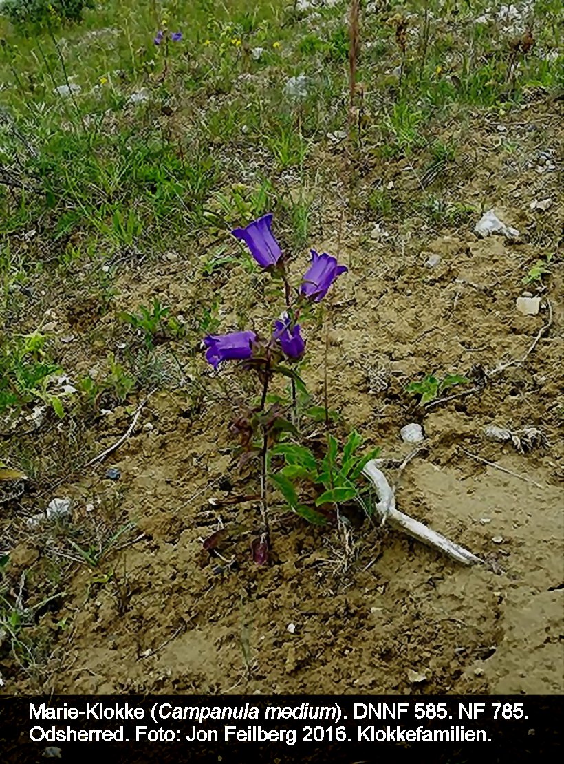 a CAMP MED tex3 2016-07-02 14.04.32