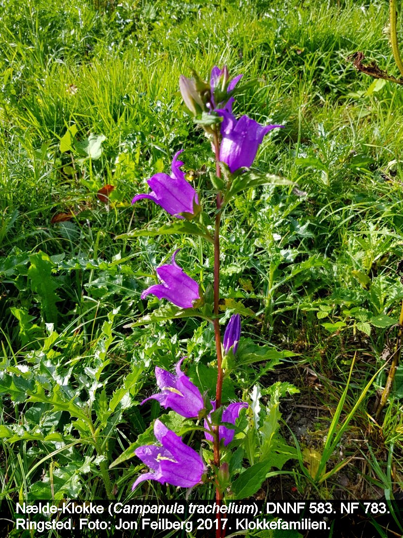 a CAMP TRA tex 20170905_101202
