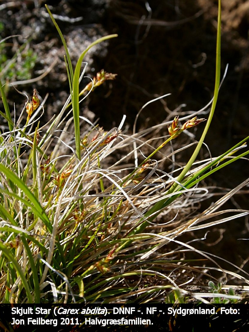 a CAREX ABDb tex3 2011 Img_0069