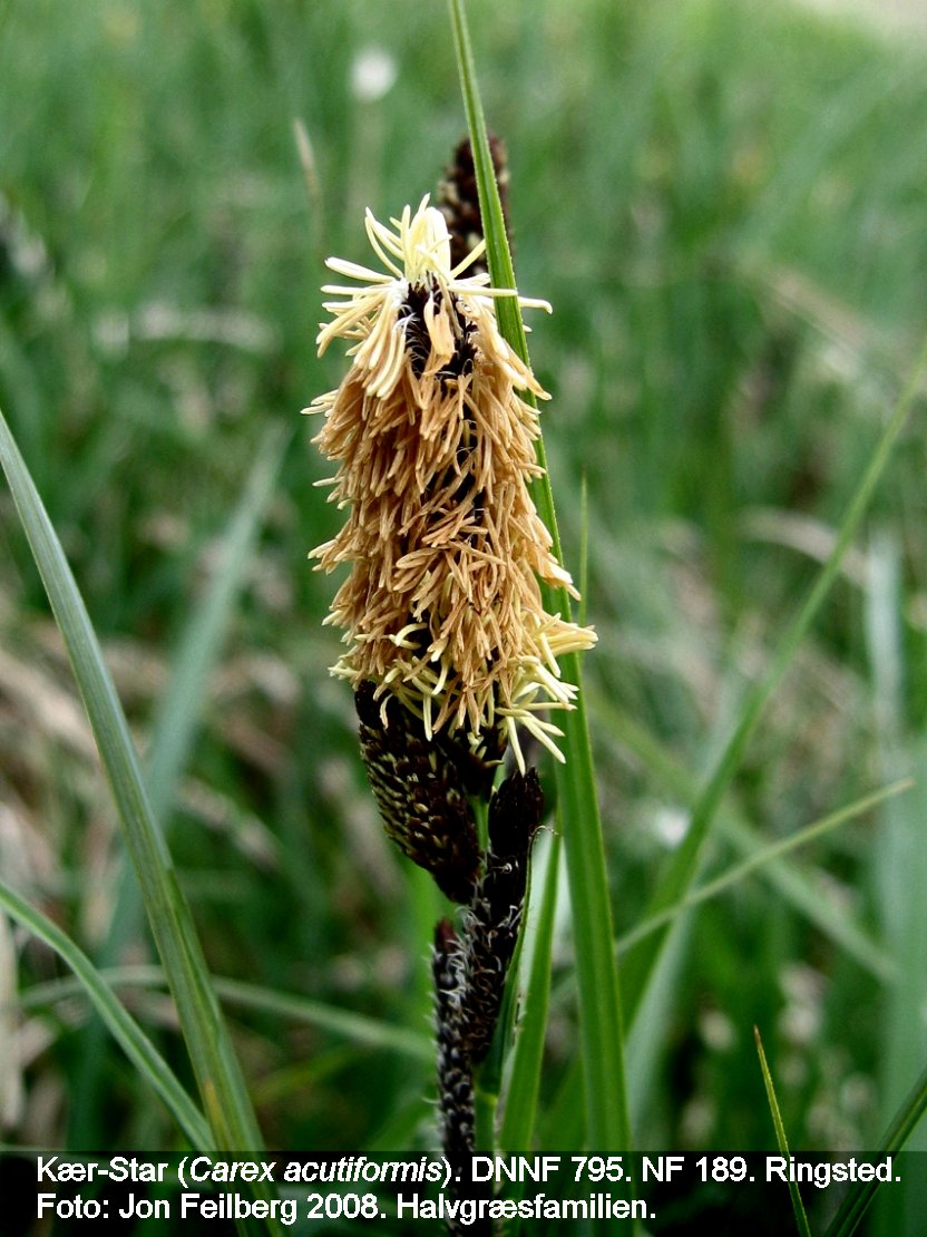 a CAREX ACUTI tex