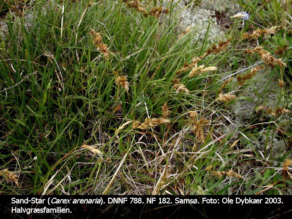 a CAREX AREb tex3 2003 star, sand- 01