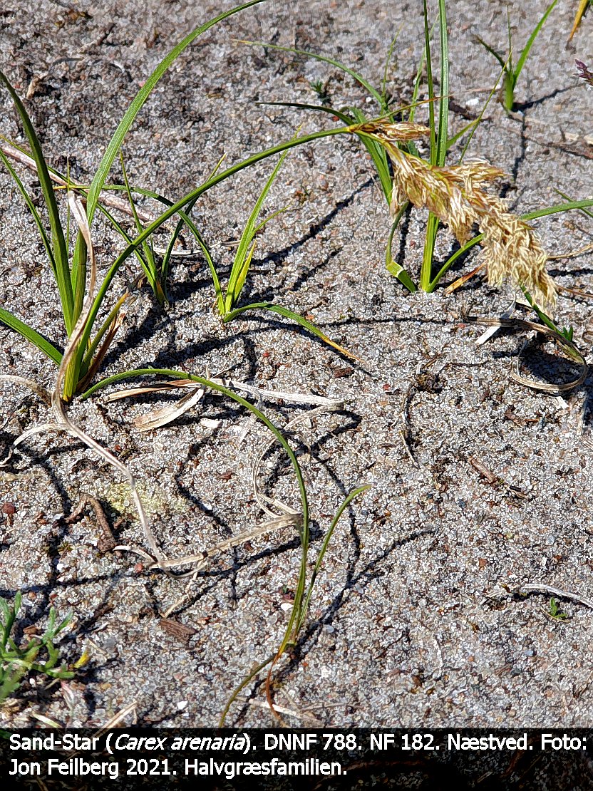 a CAREX AREc tex3 2021-06-02 15.44.19