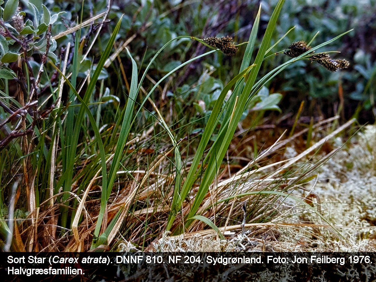 a CAREX ATRa tex3 1976