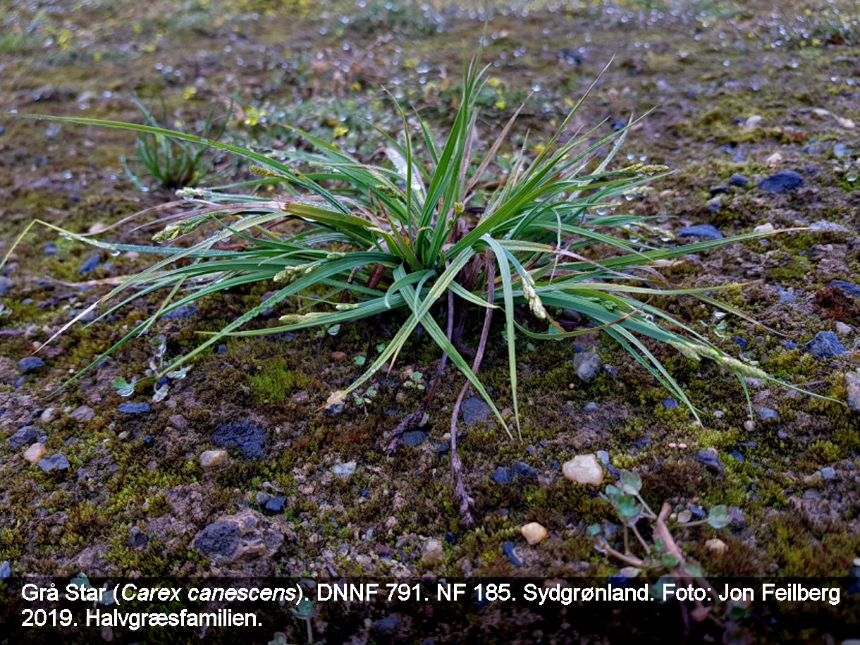 a CAREX CAN tex3 2019-06-26 11.16.55