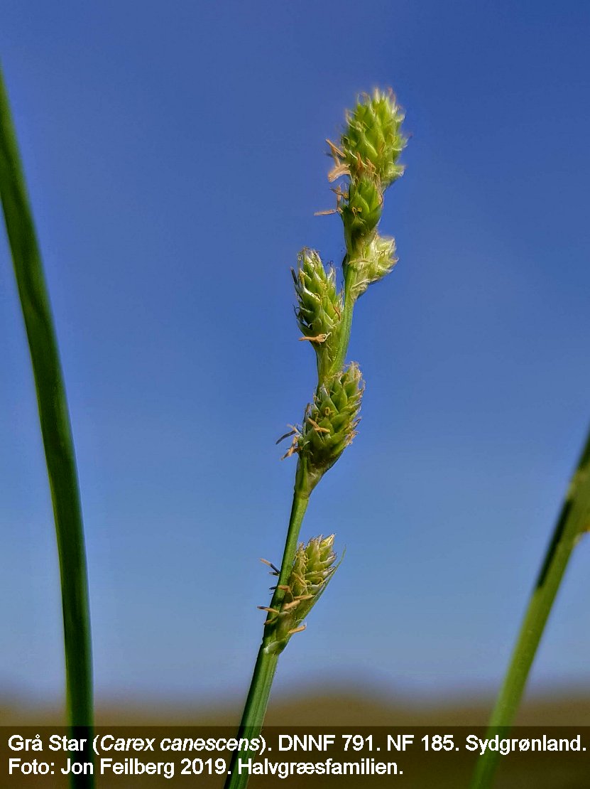 a CAREX CANc tex3  20180525_101037