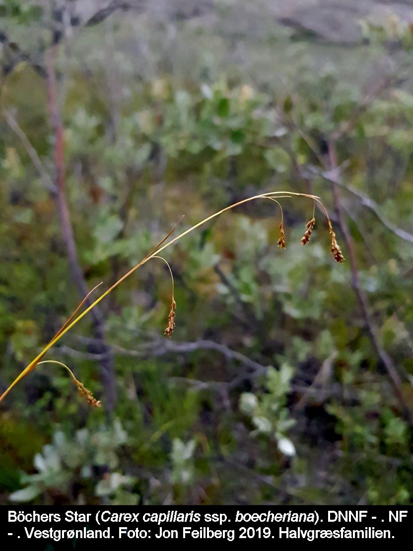 a CAREX CAP BOE tex3 2019-07-13 18.23.02