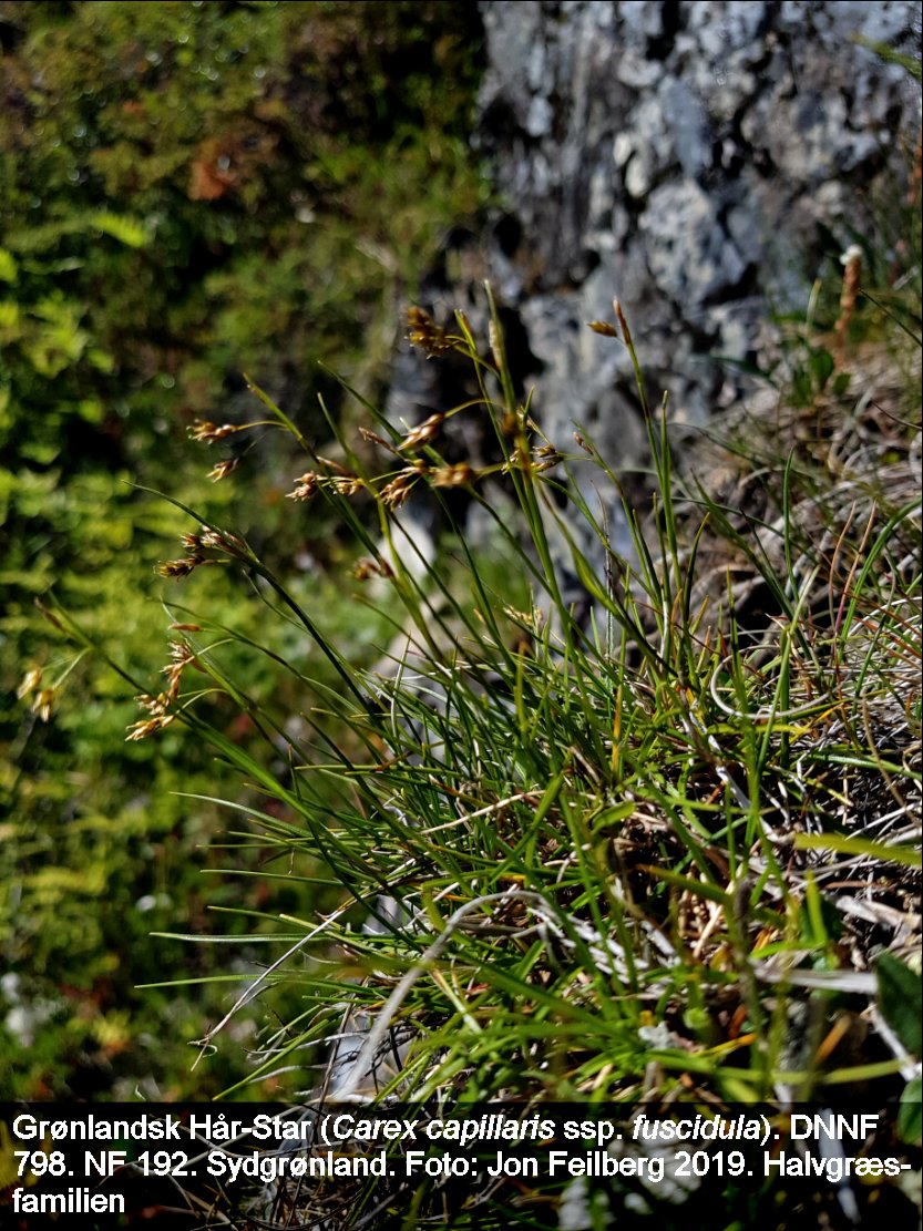 a CAREX CAP GRO tex3 2019-06-30 16.14.45-1
