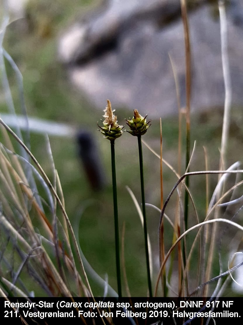 a CAREX CAPIT ARC tex3 2019-07-11 17.54.11