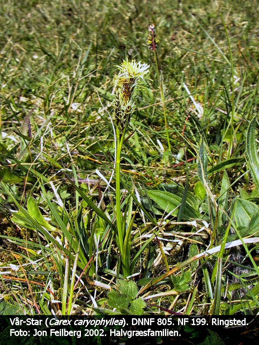 a CAREX CARYOa tex3 2001 113-1323_IMG