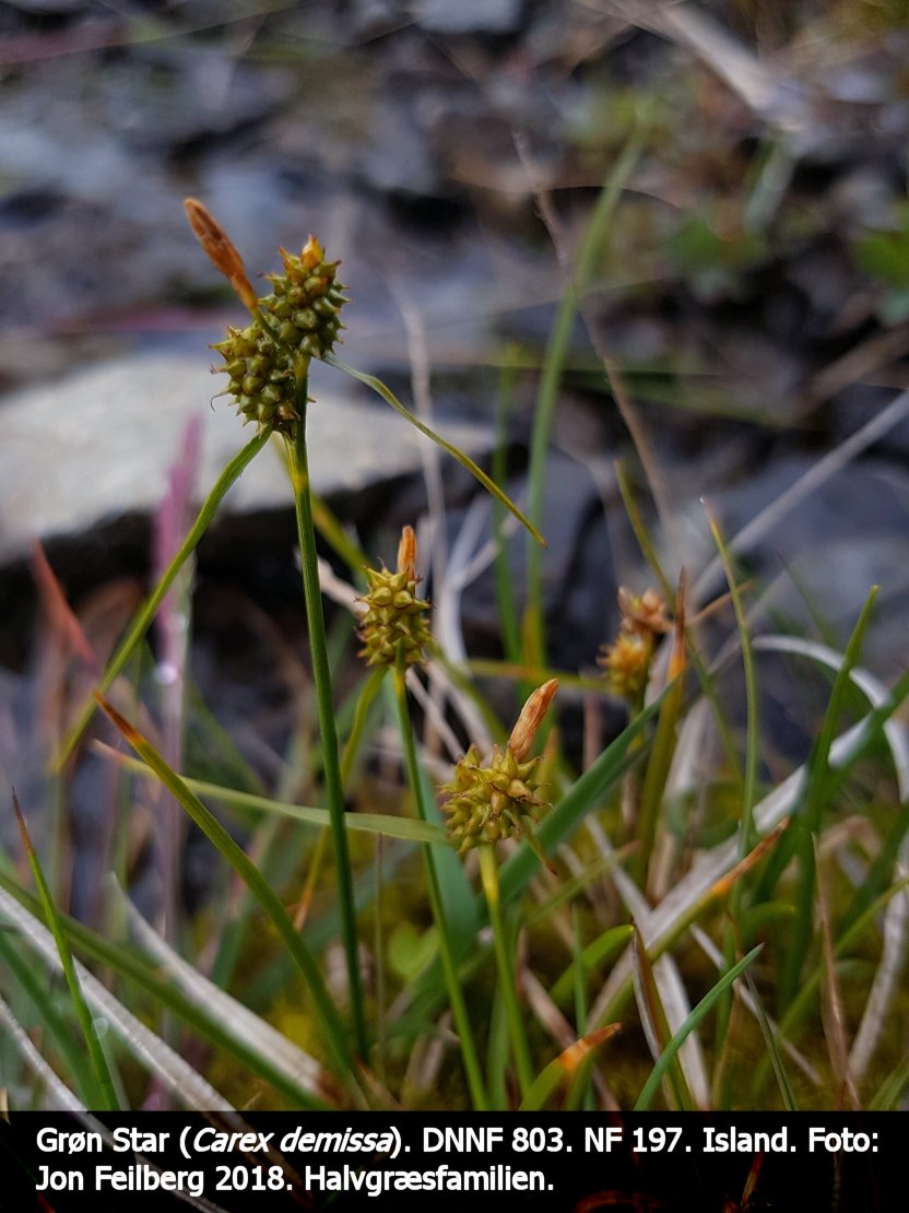 a CAREX DEMb tex3 2018-07-19 10.07.23