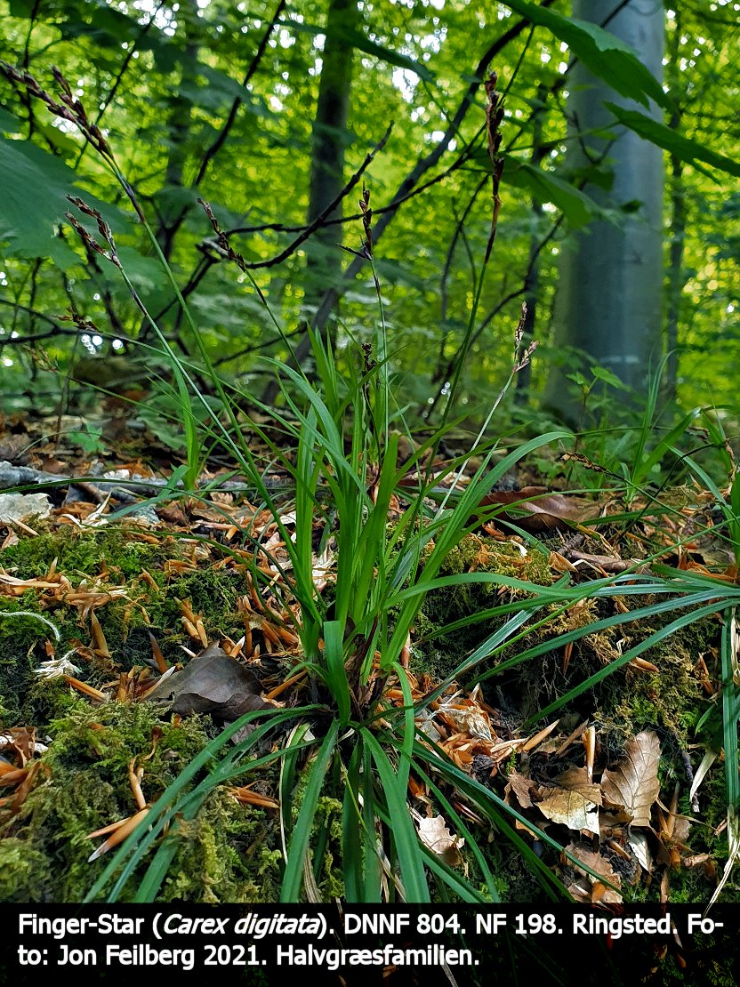 a CAREX DIG tex3 2021-06-06 12.14.33