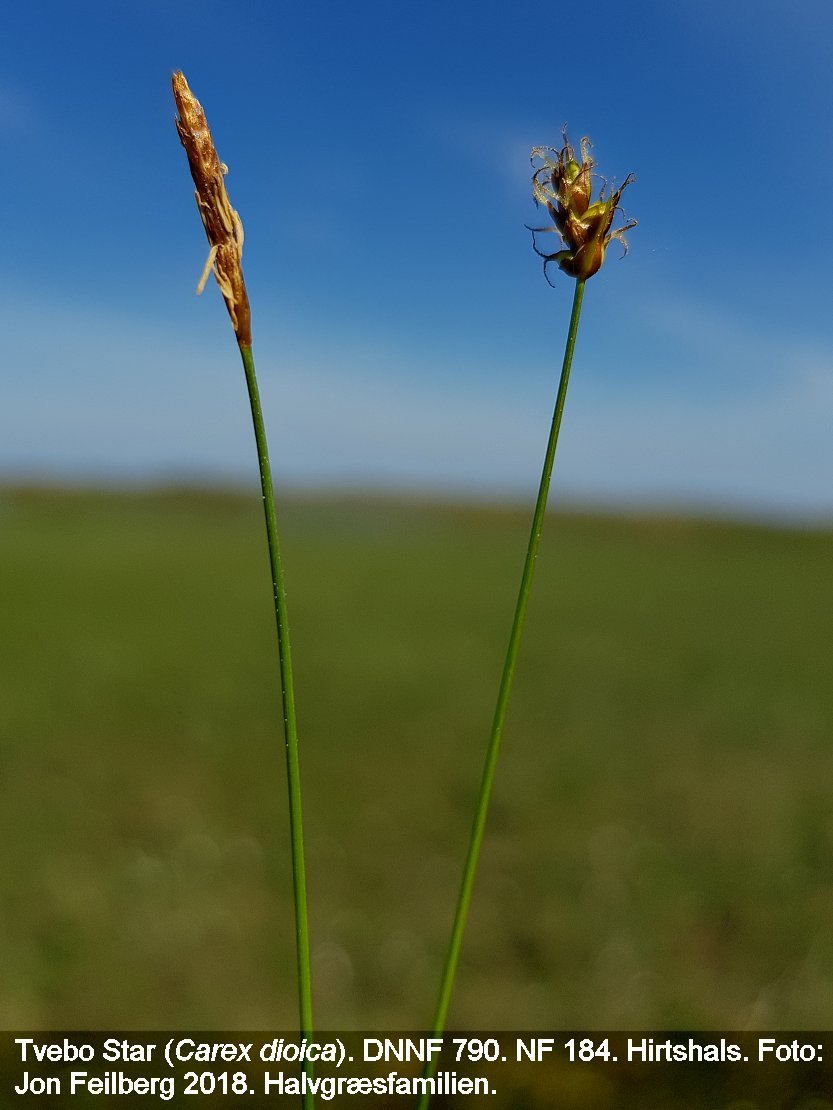 a CAREX DIO tex 2018-05-26 11.00.21