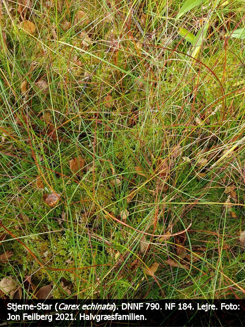 a CAREX ECHa tex3 2021-09-28 12.50.34