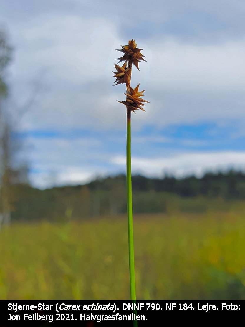 a CAREX ECHc tex3 2021-09-28 12.50.07