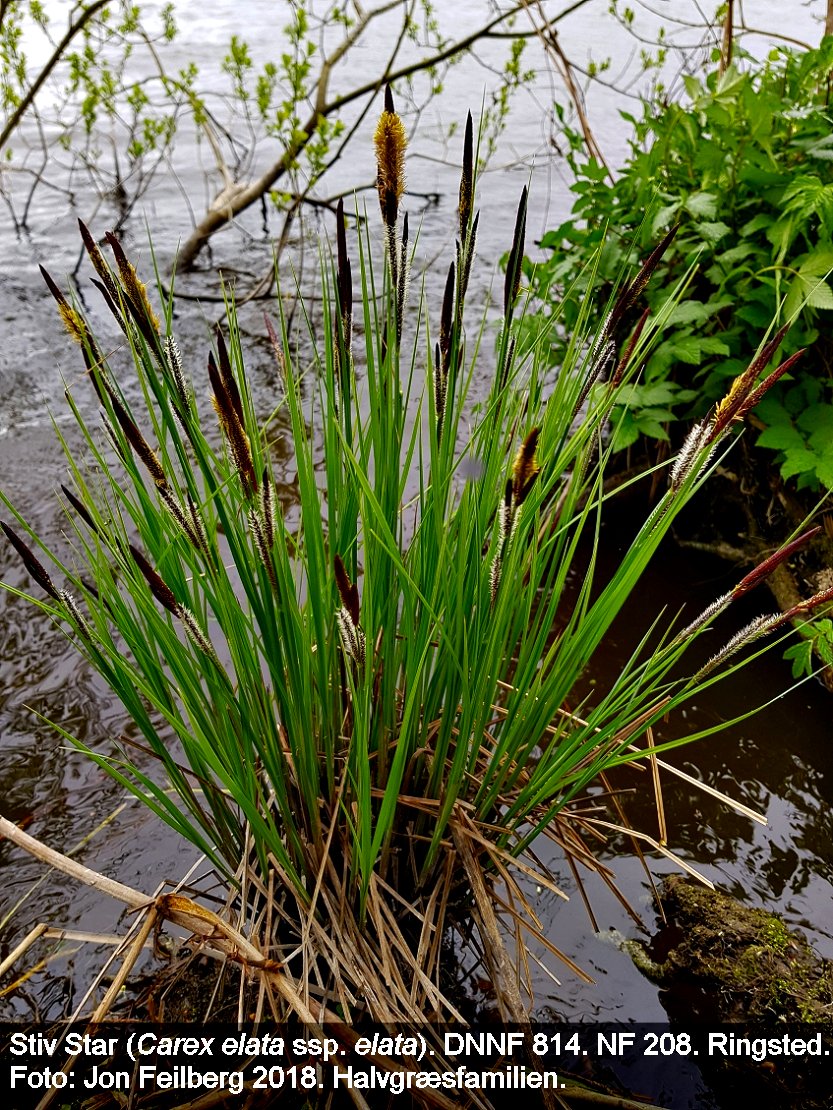 a CAREX ELA ELA 018-05-03 11.29.29