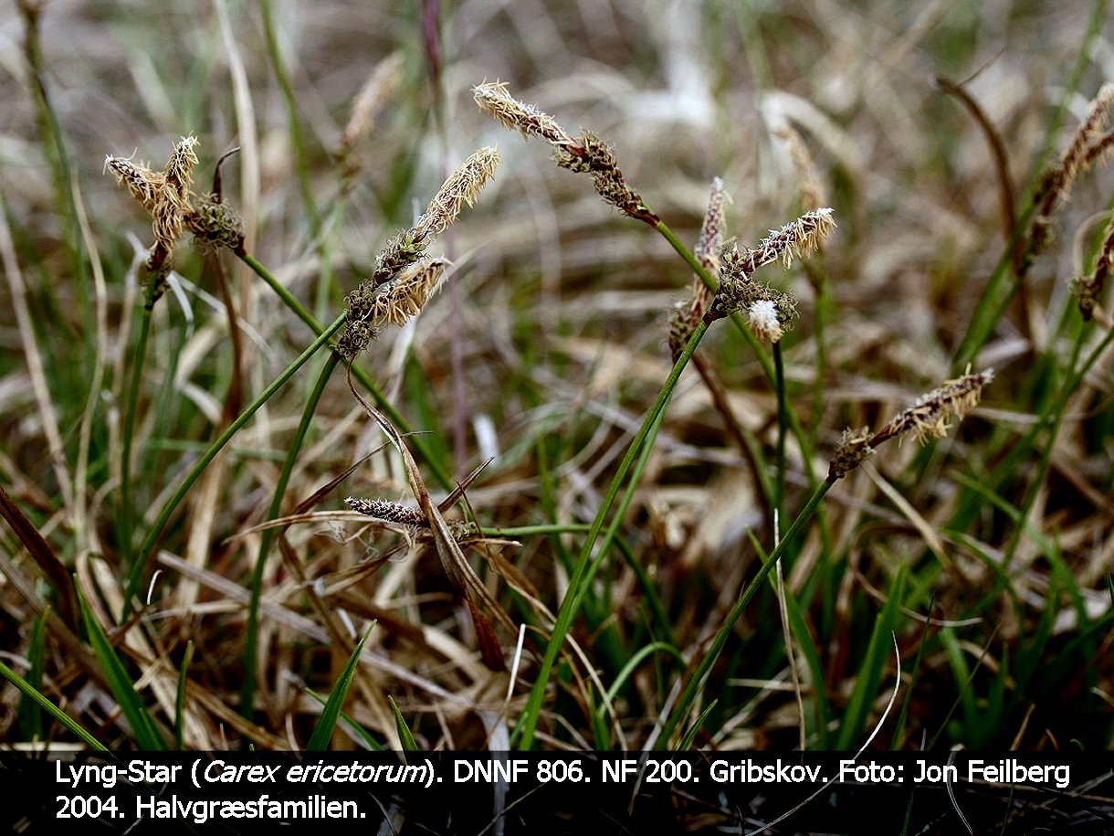 a CAREX ERIa tex3 2004 Img_0082