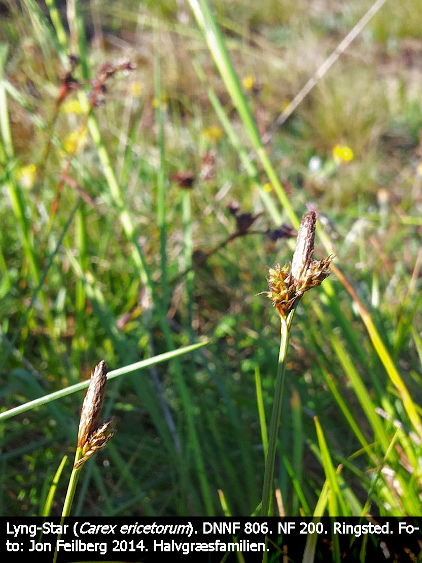 a CAREX ERIb tex3 20140520_165329