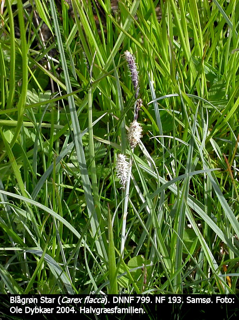 a CAREX FLA tex3 2004 Star, Blågrøn 2