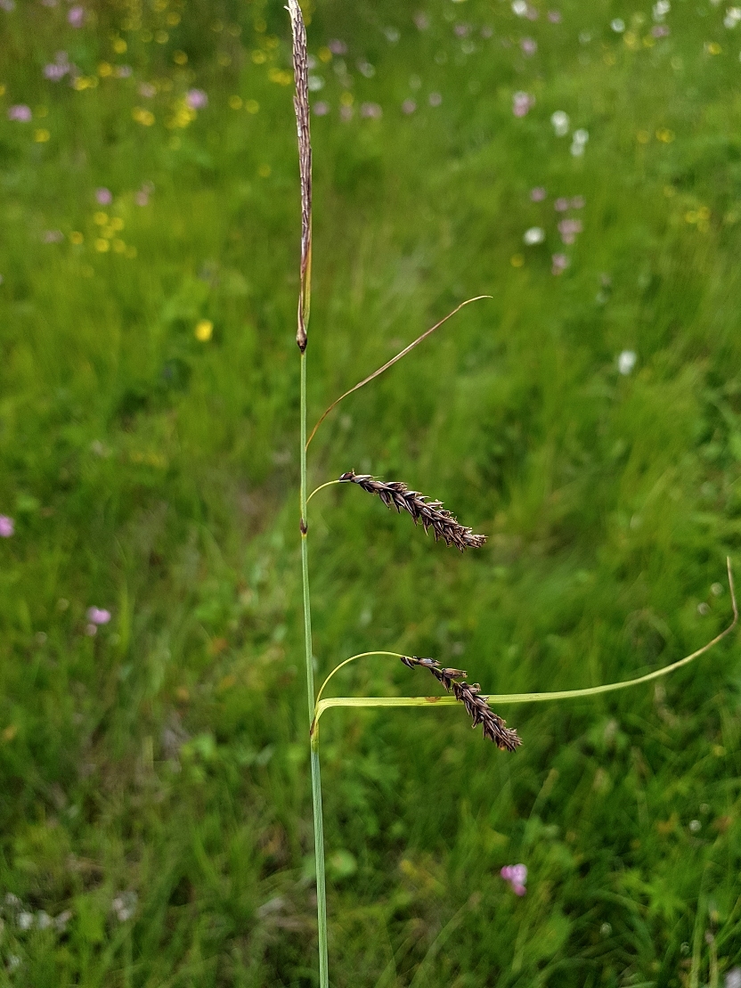 a CAREX FLACCA 2018-07-18 09.57.39
