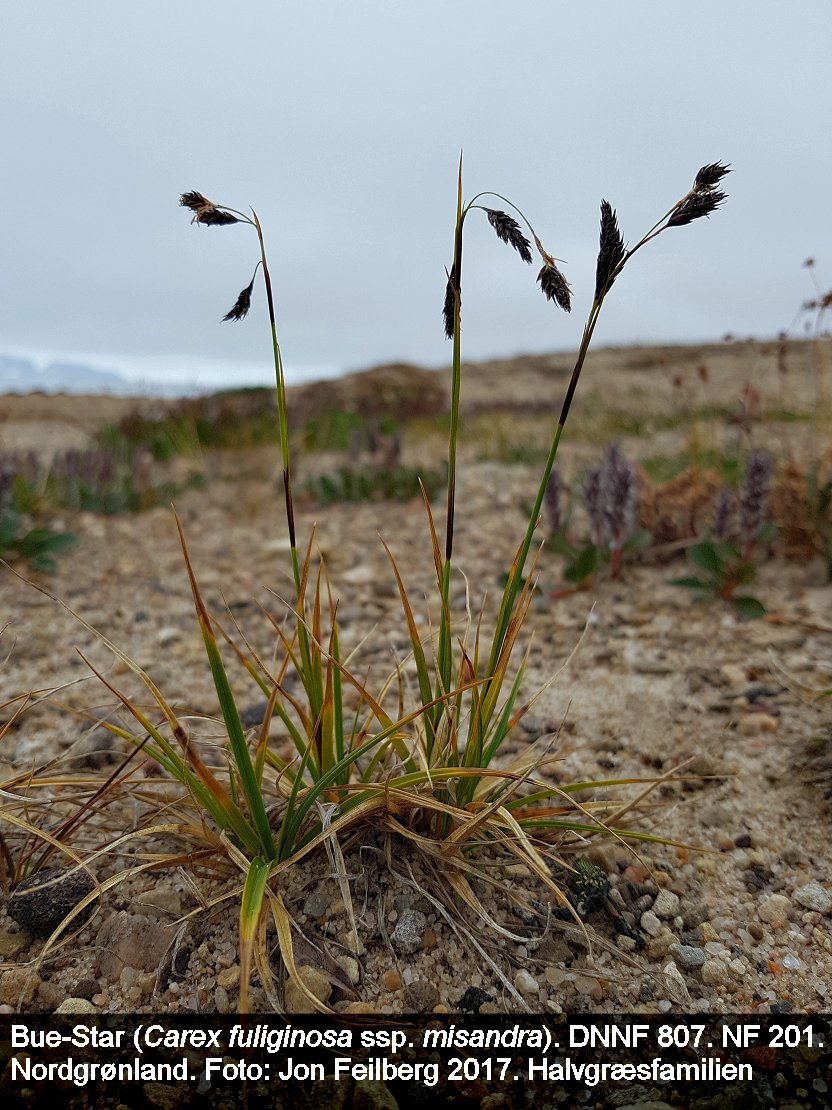 a CAREX FUL MIS tex3 20170802_152112