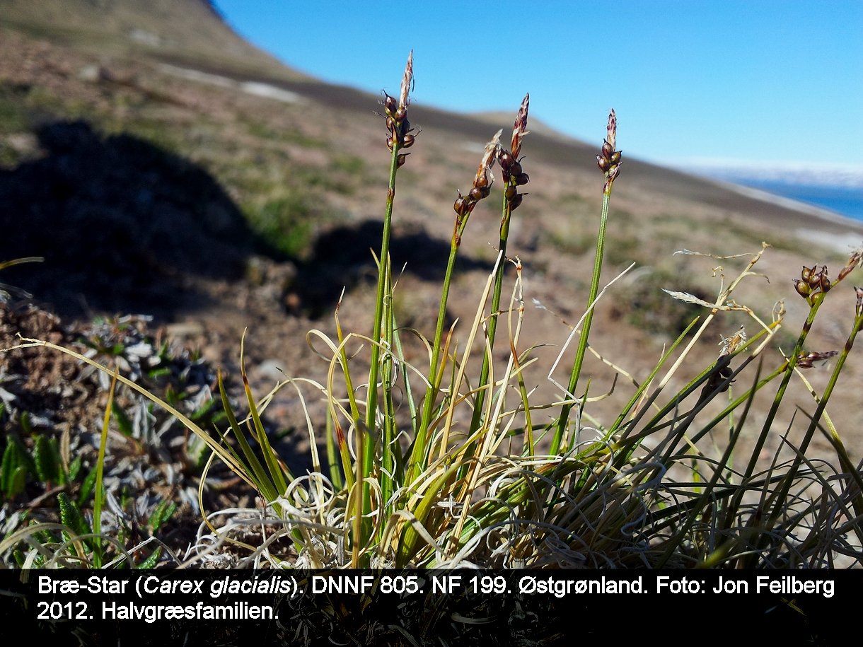 a CAREX GLACIALIS tex3 20120709_164036